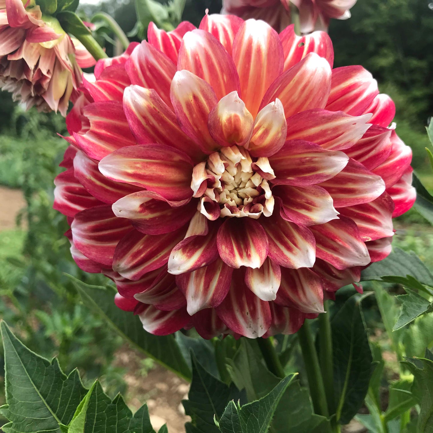 Myrtle's Brandy Dahlia Tuber