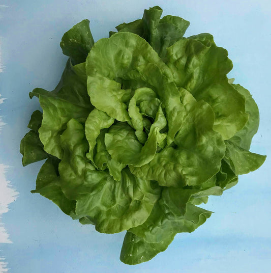 Buttercrunch Bibb Lettuce – vegetable seed variety