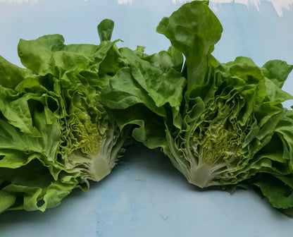 Buttercrunch Bibb Lettuce