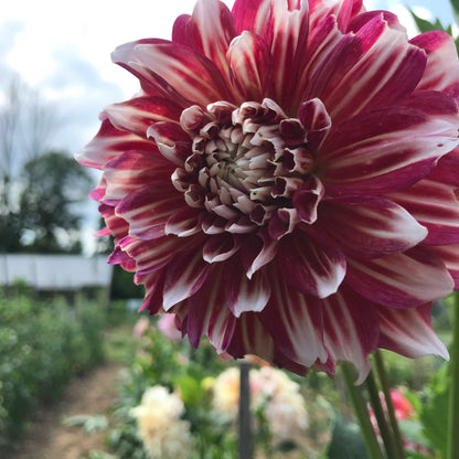 Myrtle's Brandy Dahlia Tuber