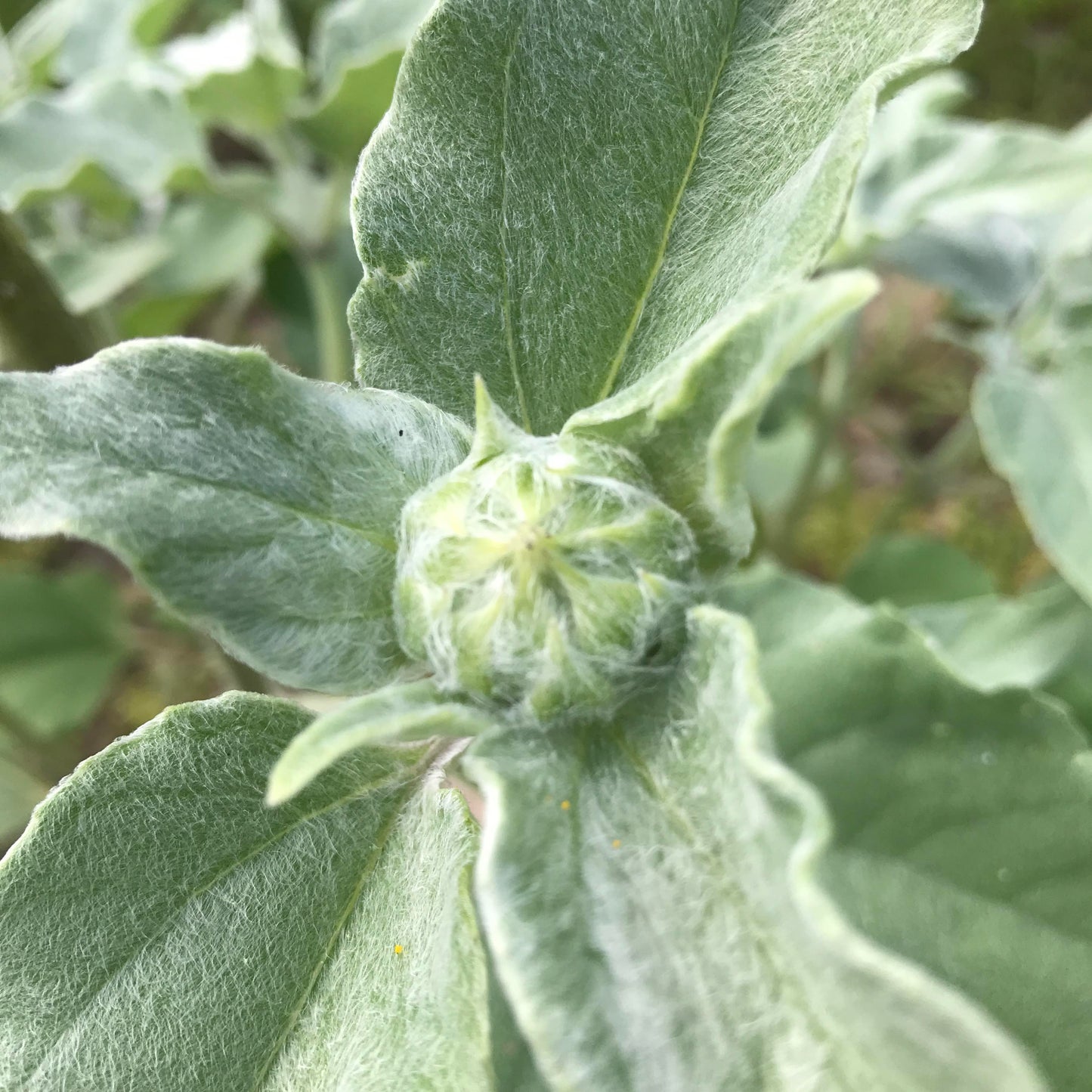 Silverleaf Sunflower Seedlings