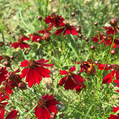 Dyer's Coreopsis