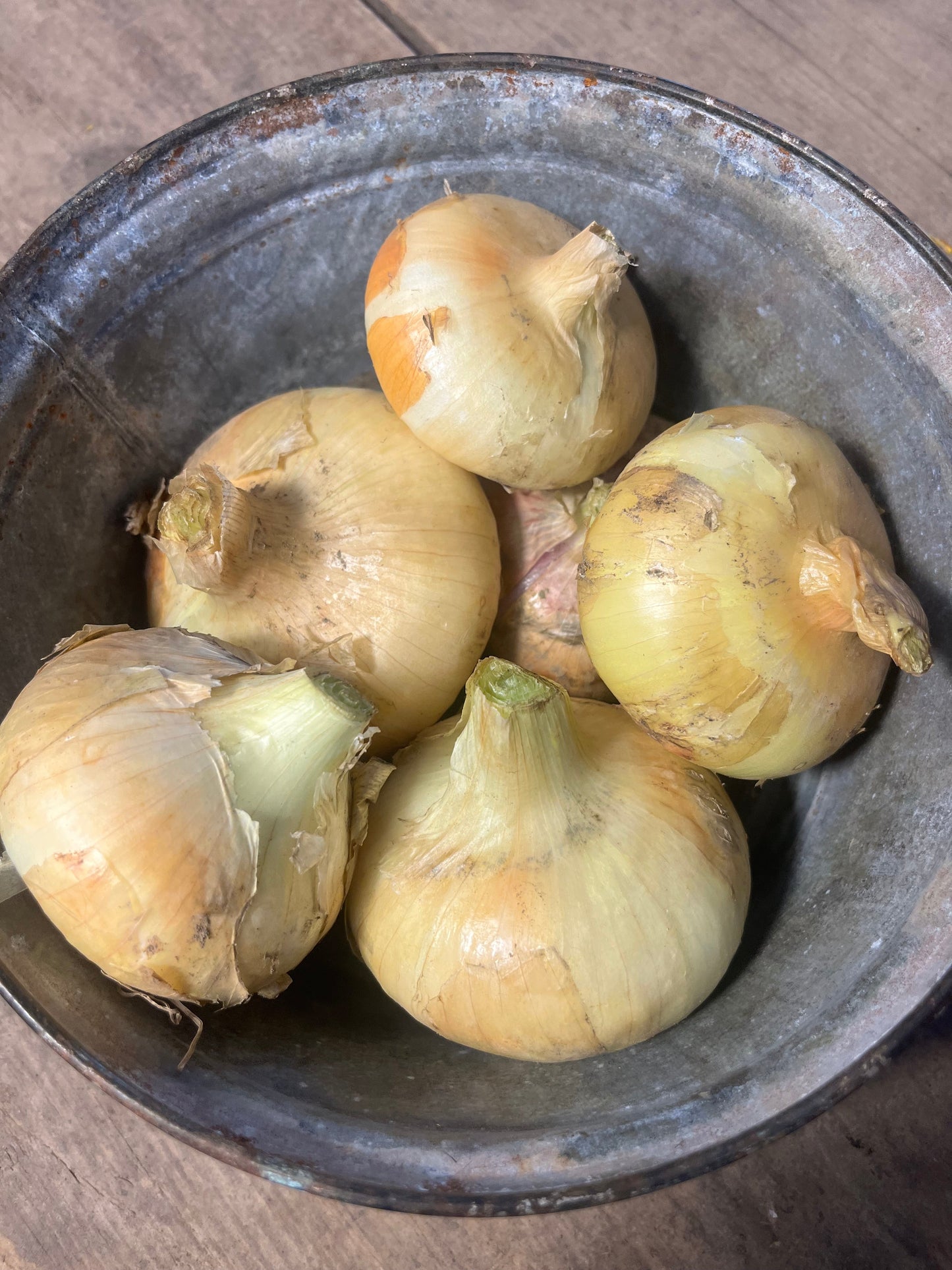 Borettana Cipollini Onion