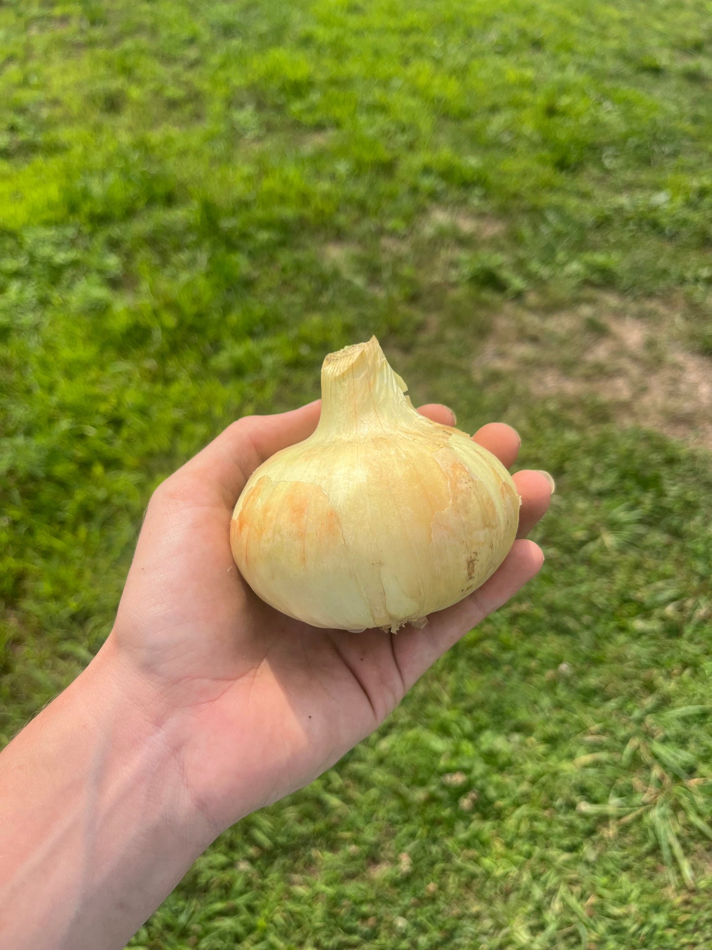 Borettana Cipollini Onion