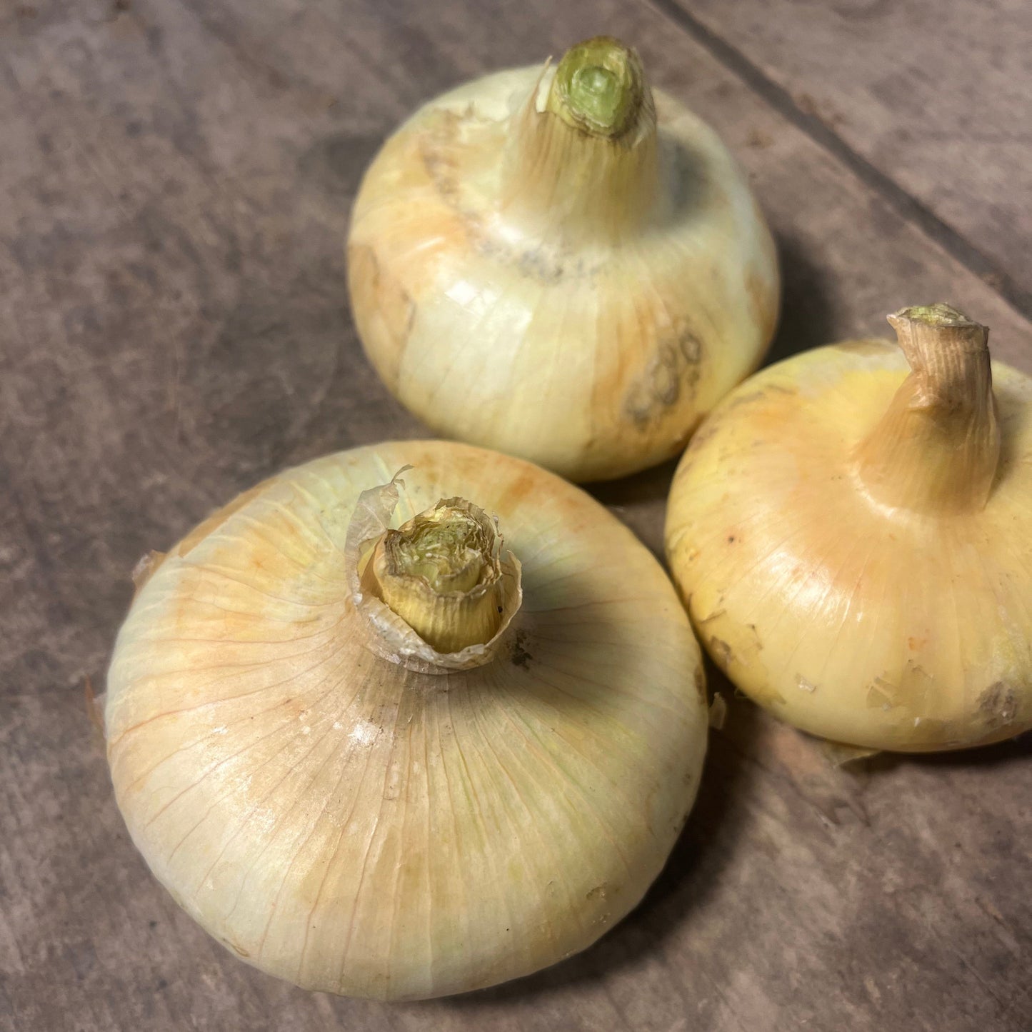 Borettana Cipollini Onion Seedling
