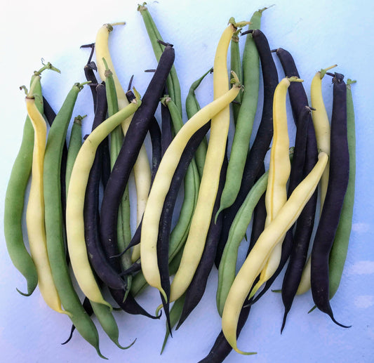 Tri-Color Bush Bean Blend – vegetable seed variety