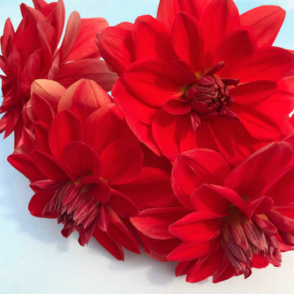 Patricia Ann's Sunset Dahlia Tuber