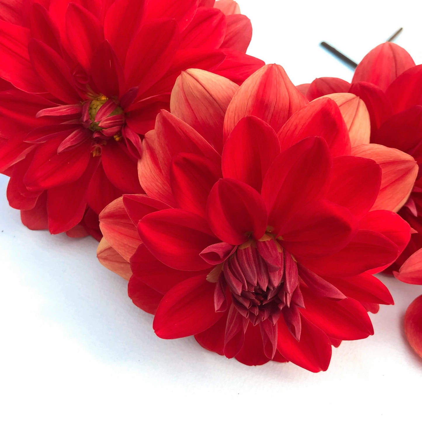 Patricia Ann's Sunset Dahlia Tuber