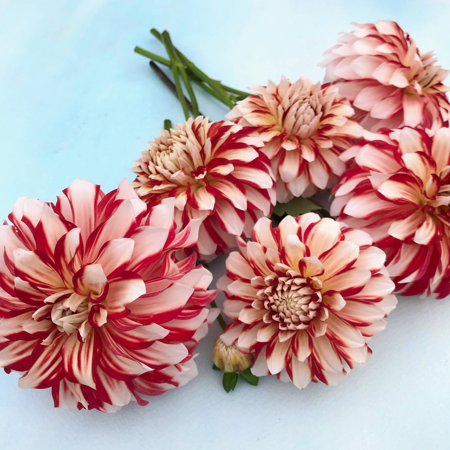 Myrtle's Brandy Dahlia Tuber