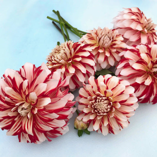 Myrtle's Brandy Dahlia Tuber – spring-planted flower bulb
