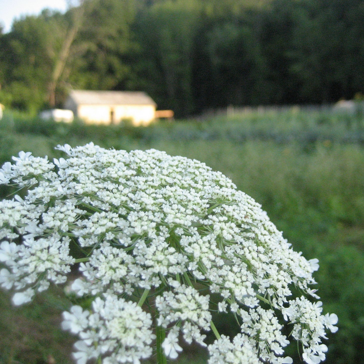 Bishop's Lace Flower