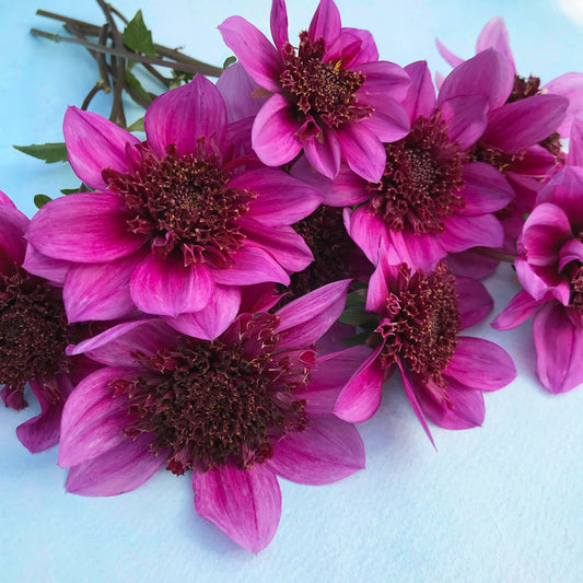 Blue Bayou Dahlia Tuber – spring-planted flower bulb