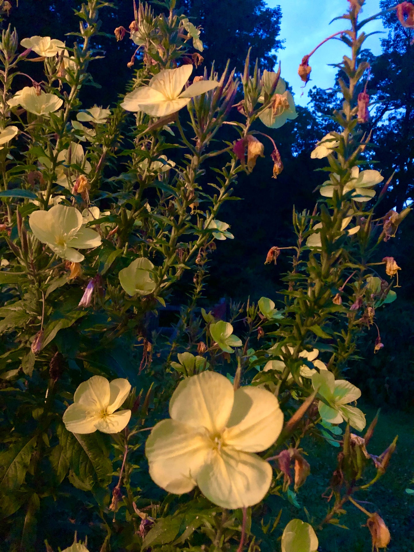 Tina James' Evening Primrose