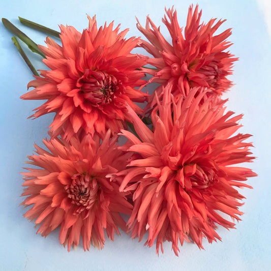 Kabloom Dahlia Tuber – spring-planted flower bulb