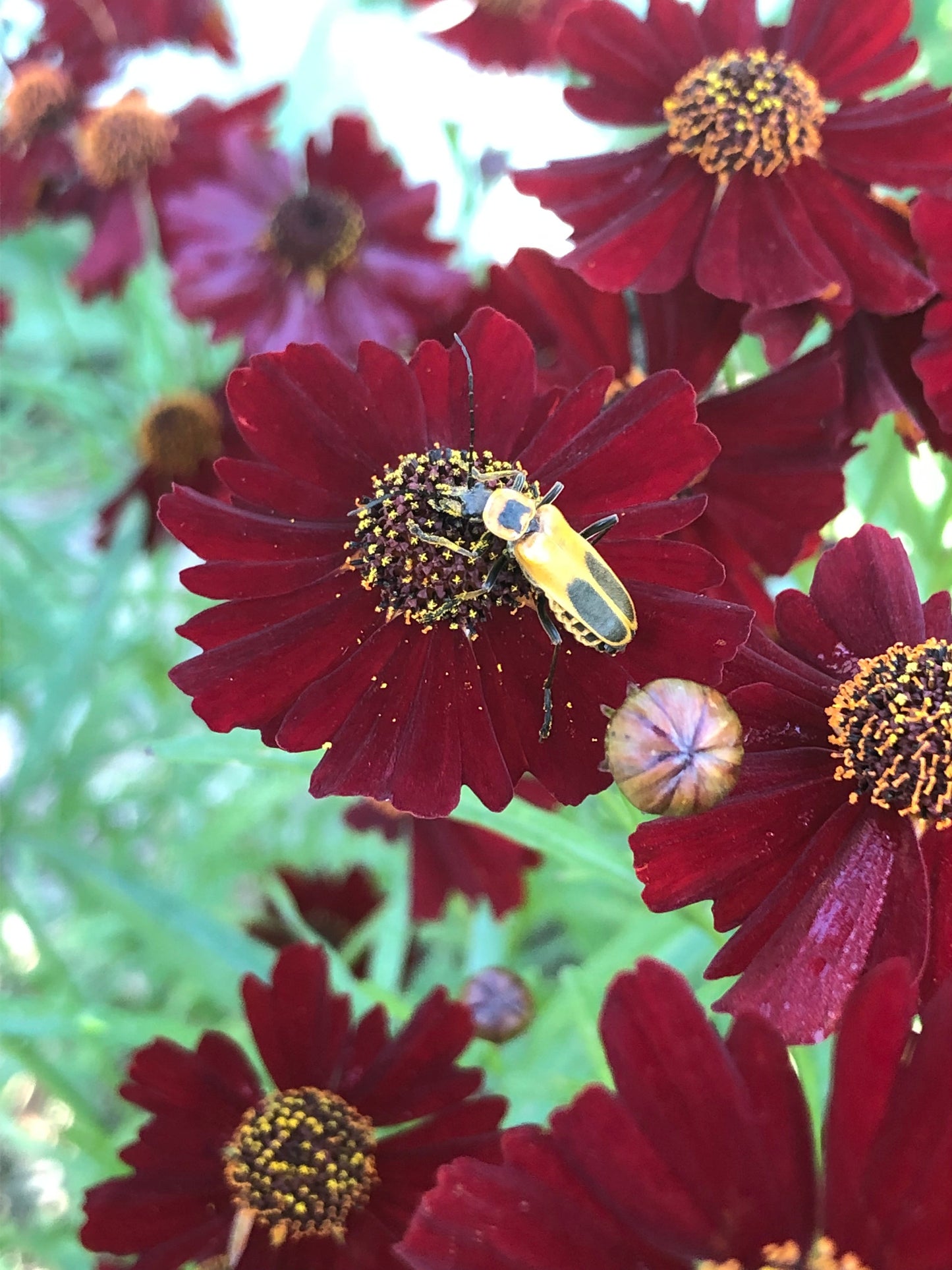 Dyer's Coreopsis