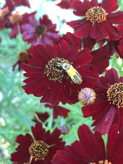 Dyer's Coreopsis