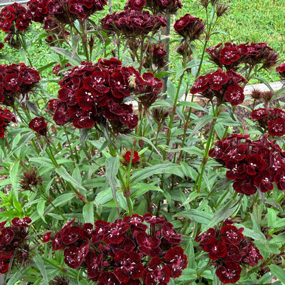 Dianthus Dunetti