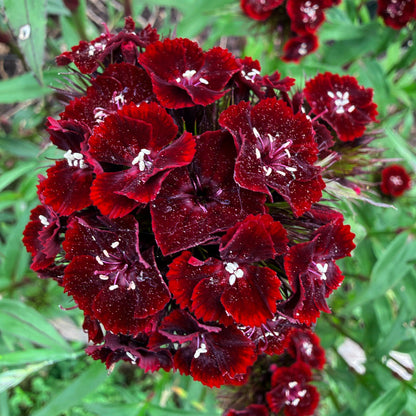 Dianthus Dunetti