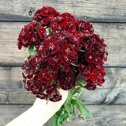 Dianthus Dunetti