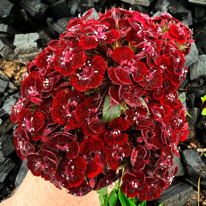 Dianthus Dunetti