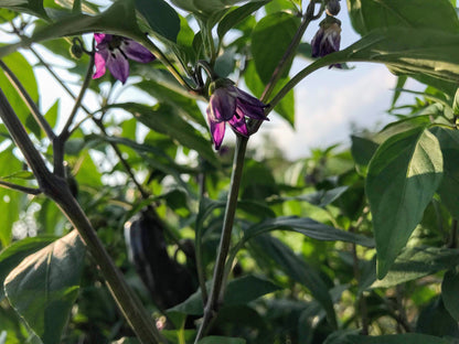 Pippin's Golden Honey Pepper