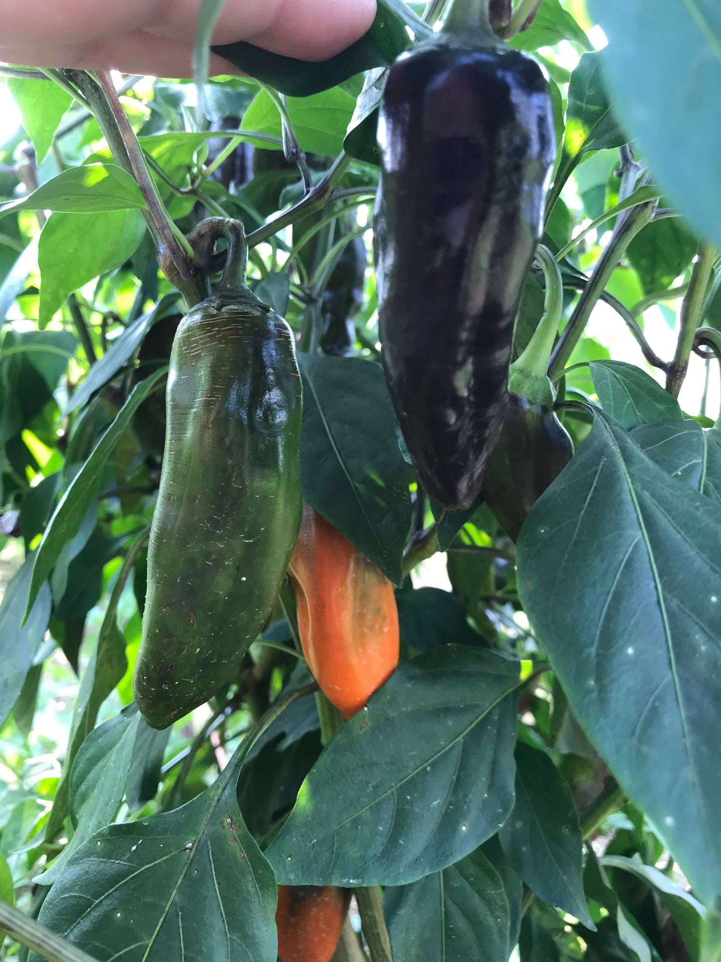 Pippin's Golden Honey Pepper