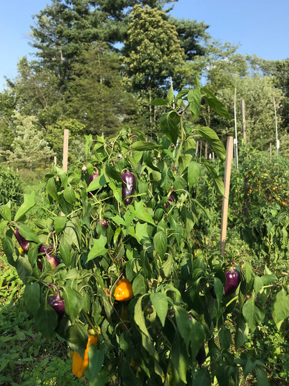 Pippin's Golden Honey Pepper