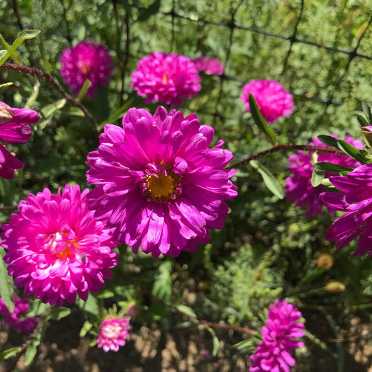 Powder Puff Aster Seedlings – live flowers seedling