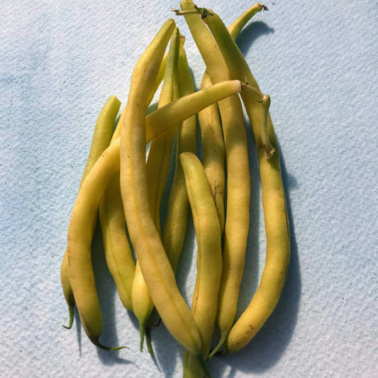 Gold Rush Yellow Wax Bush Bean – vegetable seed variety