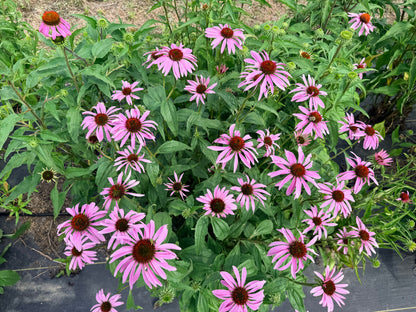 Echinacea