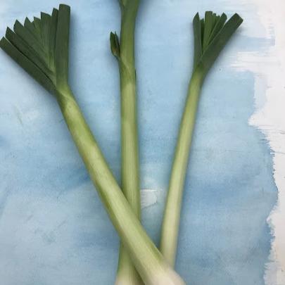 American Flag Leek Seedlings