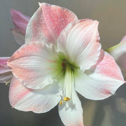 Dutch Amaryllis 'Apple Blossom'