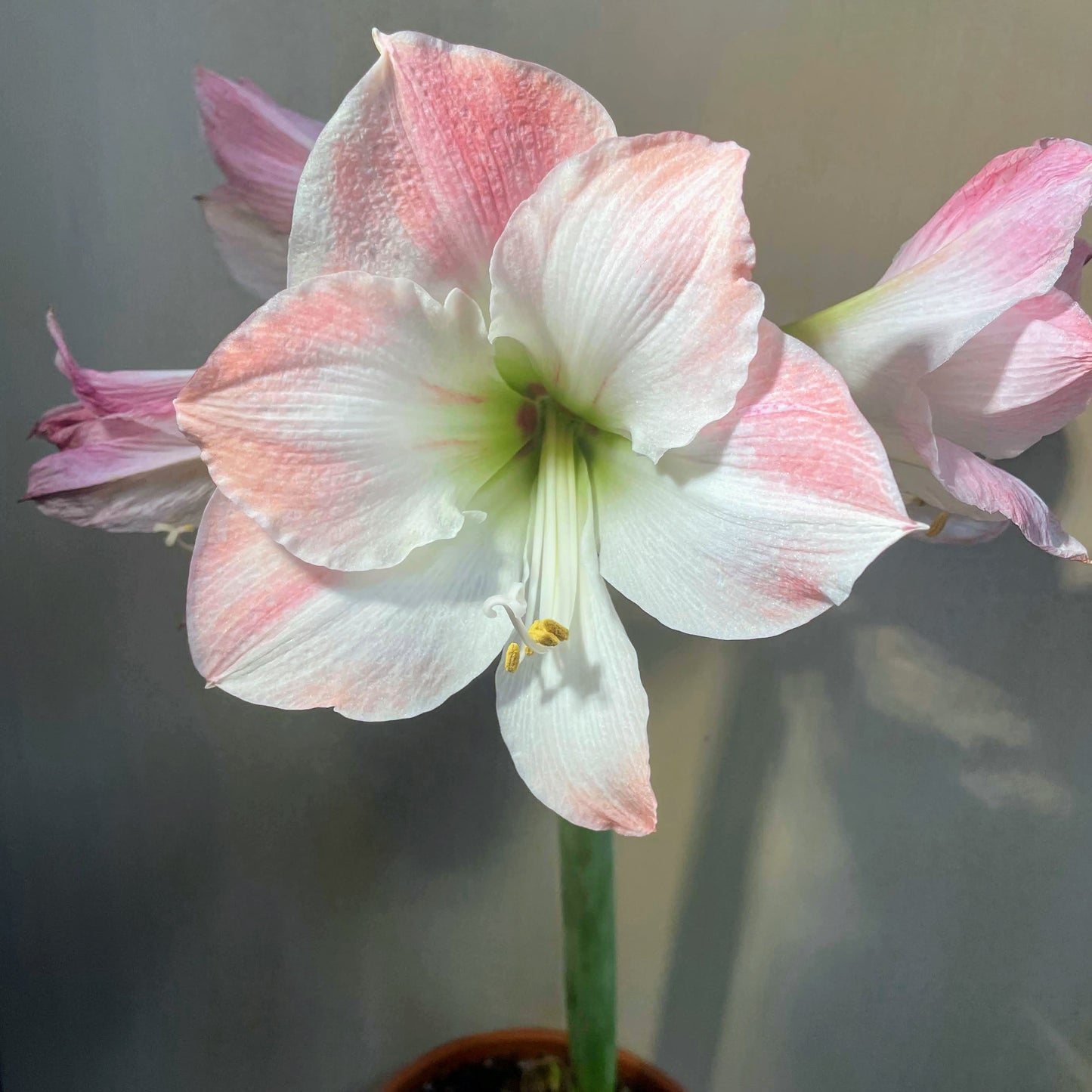 Dutch Amaryllis 'Apple Blossom'