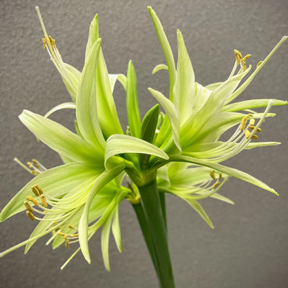 Cybister Amaryllis 'Evergreen'