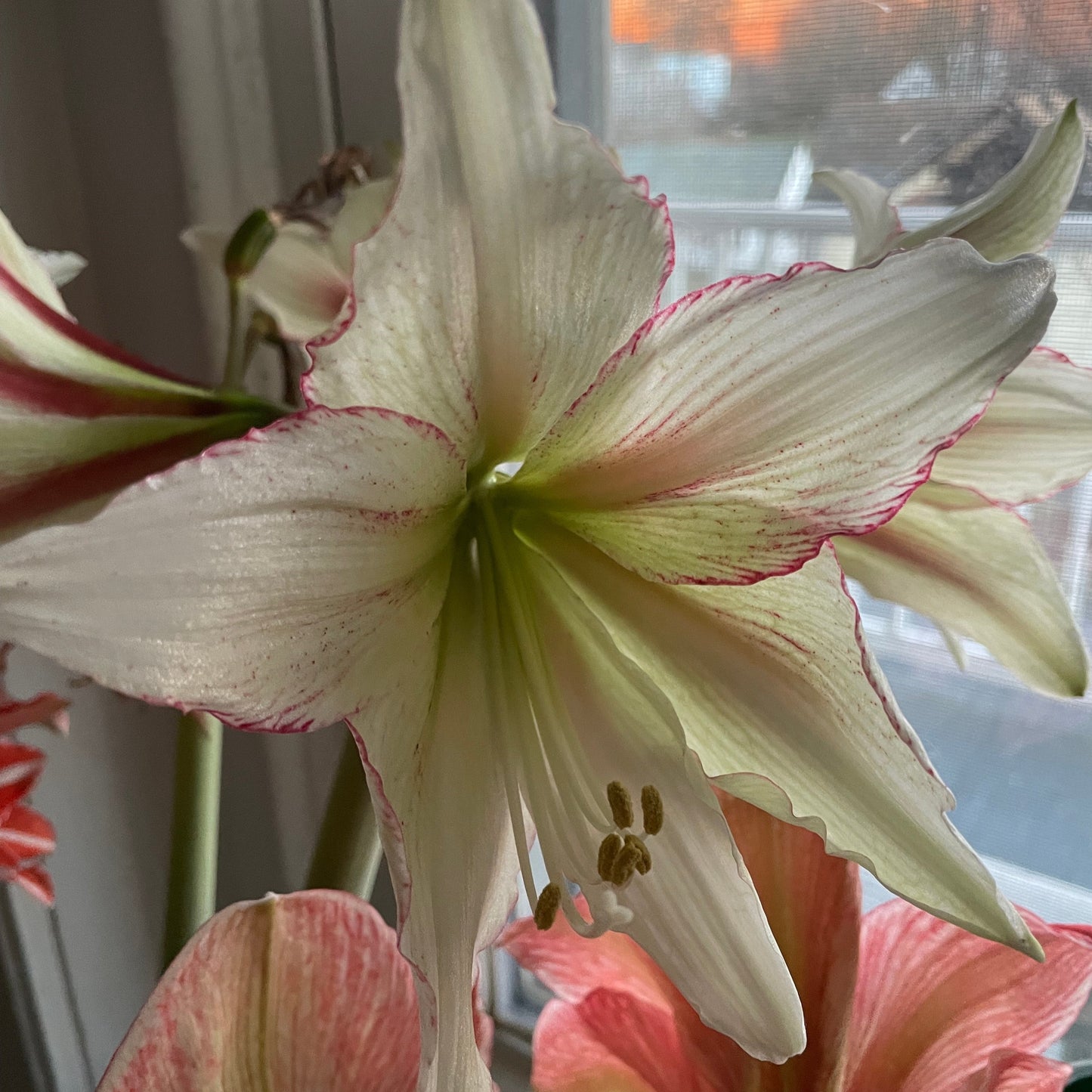Dutch Amaryllis 'Magic Green'