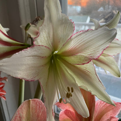 Dutch Amaryllis 'Magic Green'