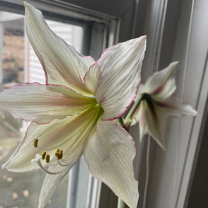 Dutch Amaryllis 'Magic Green'