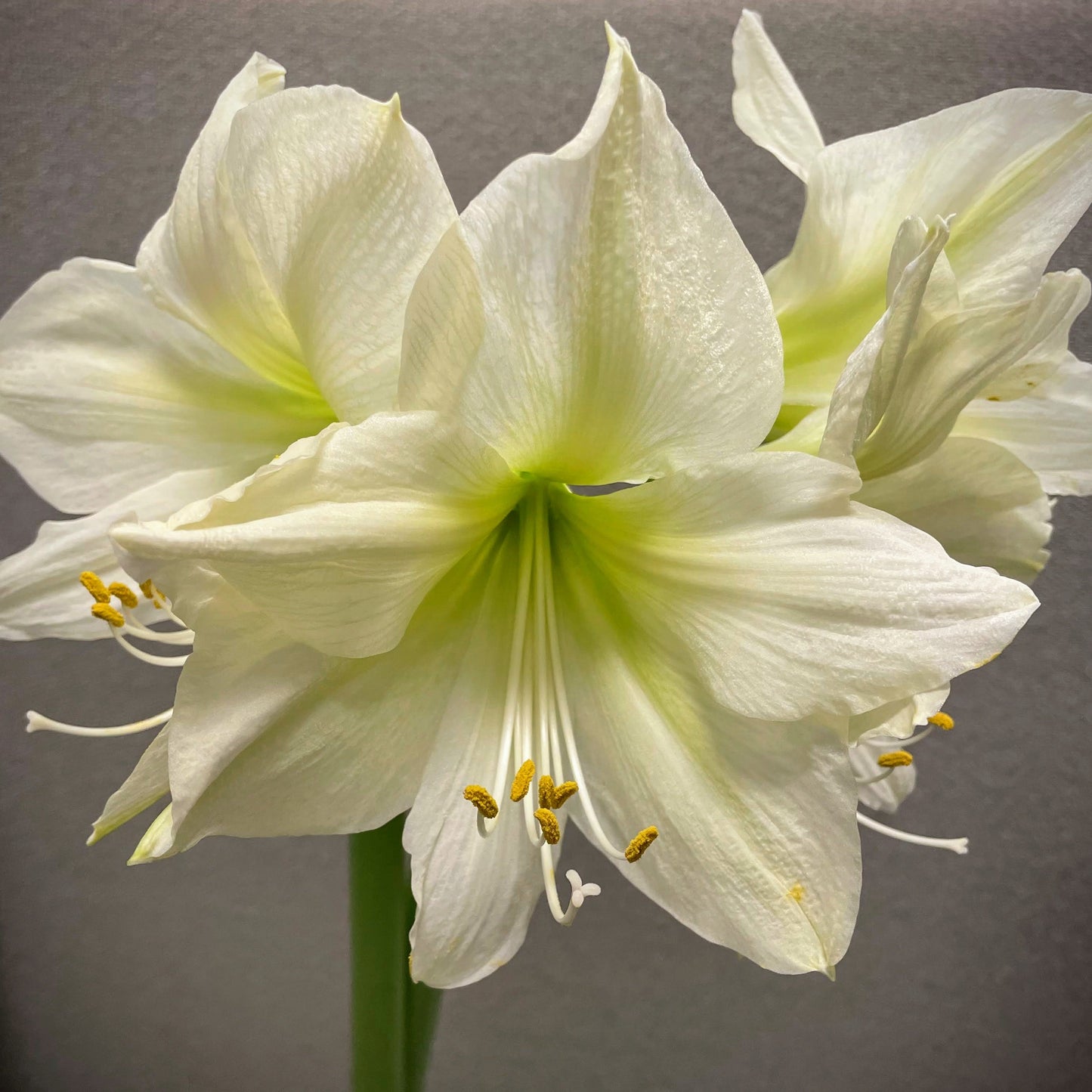 Dutch Amaryllis 'Luna'