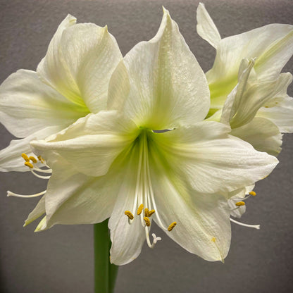 Dutch Amaryllis 'Luna'
