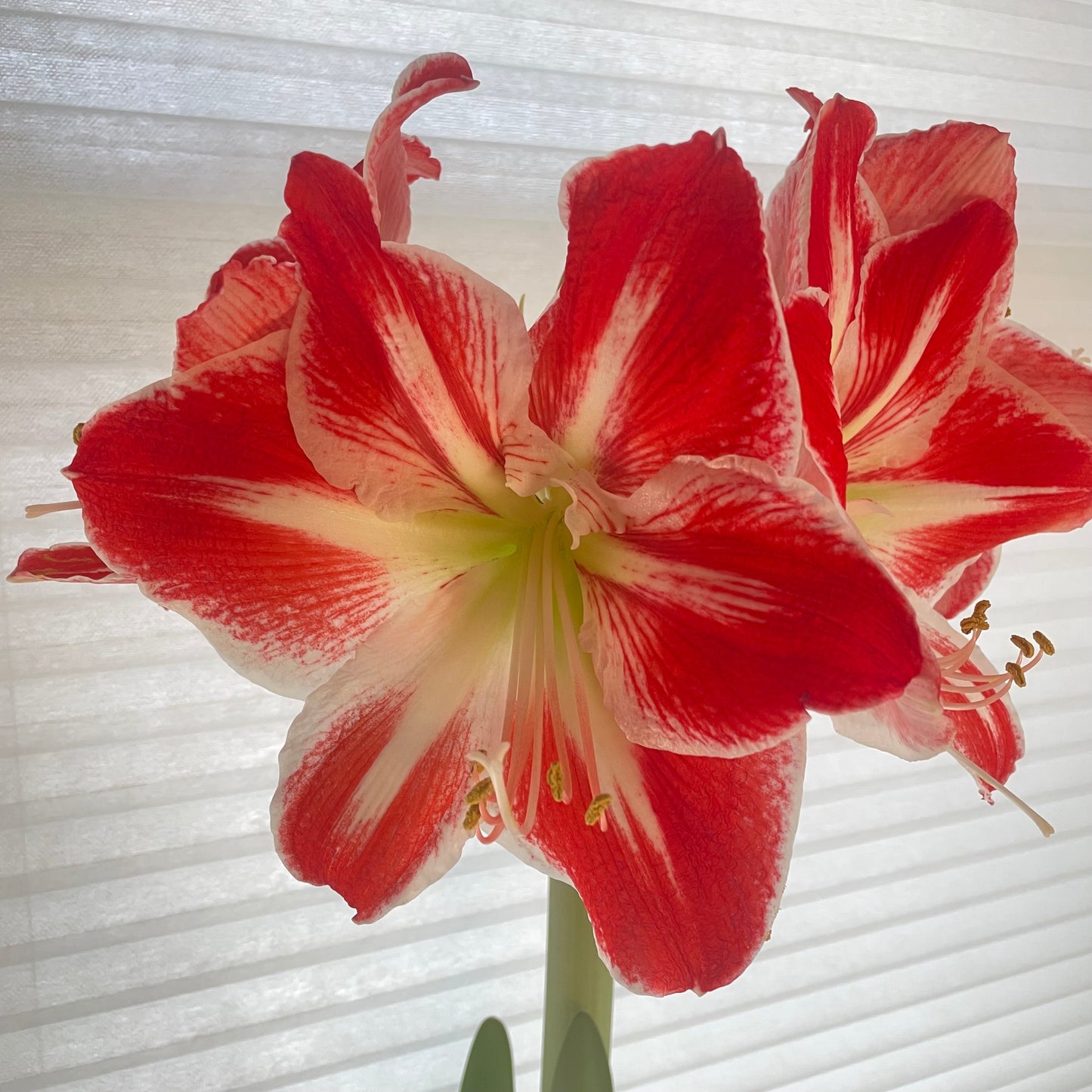 Dutch Amaryllis 'Samba'