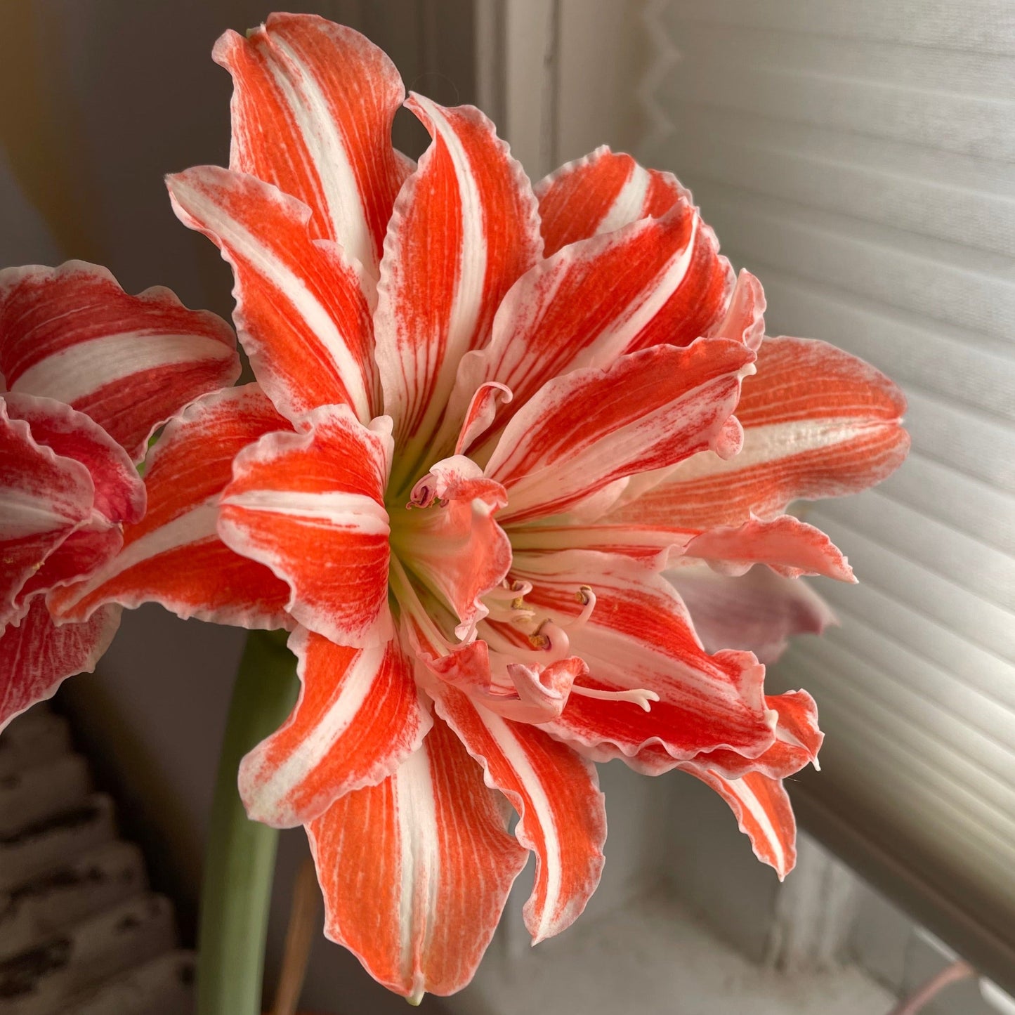 Dutch Amaryllis 'Dancing Queen'
