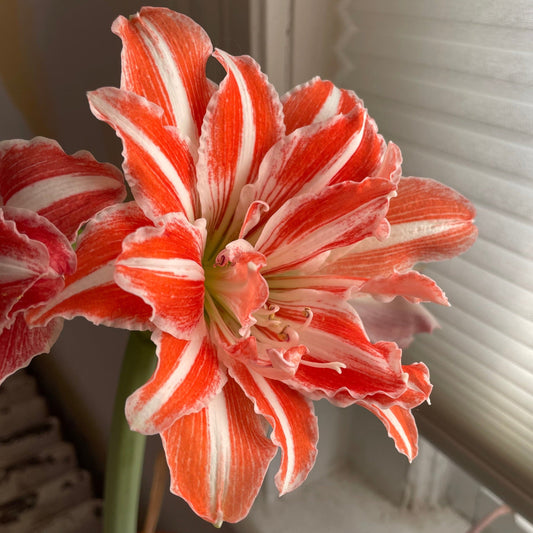 Dutch Amaryllis 'Dancing Queen' – flowers product
