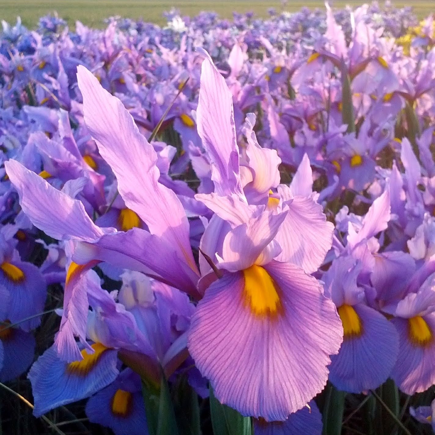 Dutch Iris 'Pink Panther'
