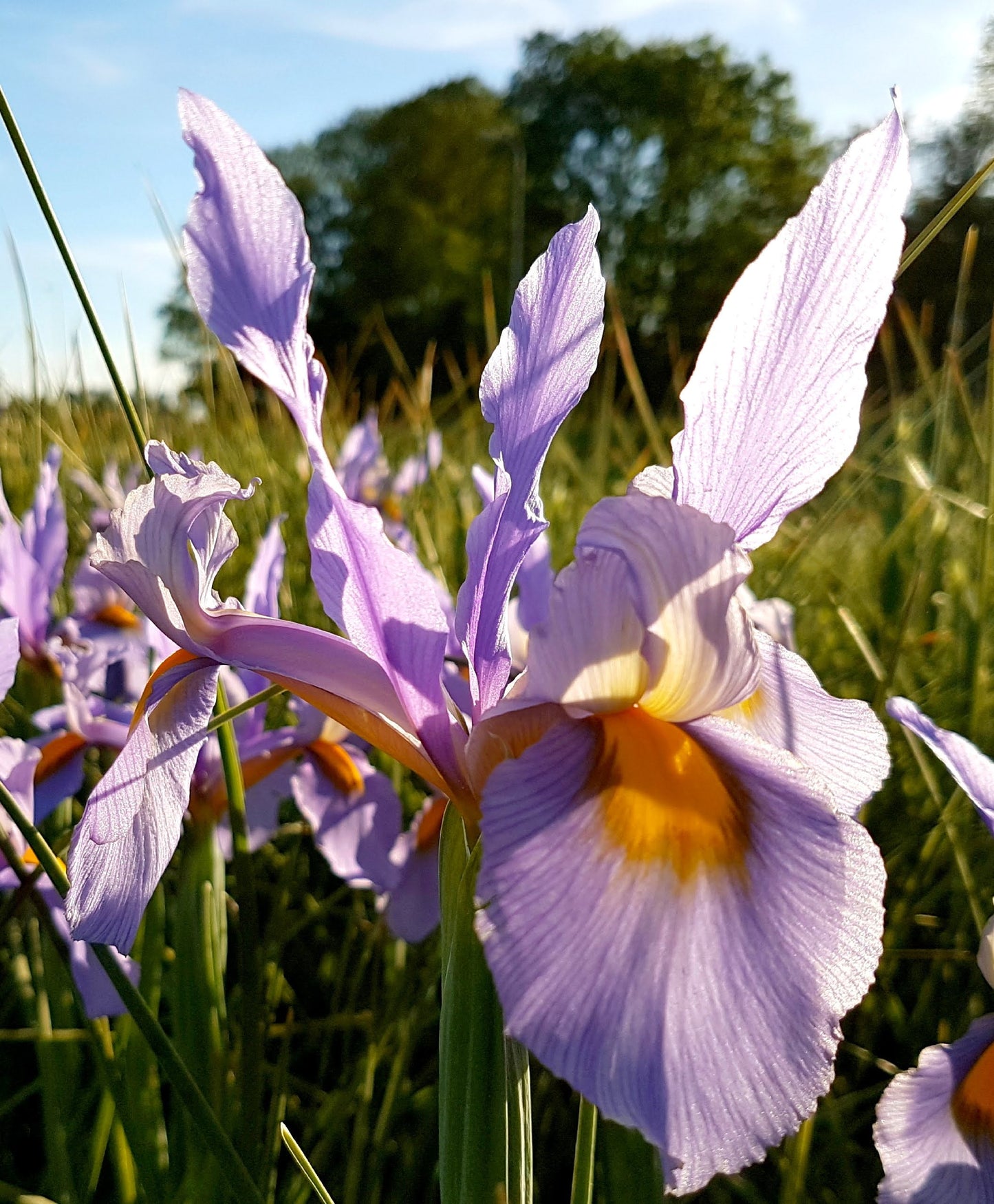 Dutch Iris 'Pink Panther'