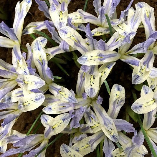 Rock Iris reticulata 'Painted Lady' – fall-planted flower bulb