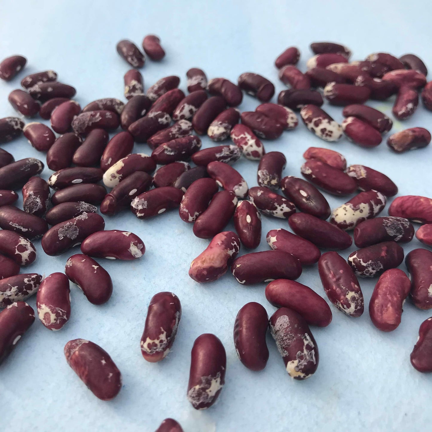 Jacob's Cattle Bean