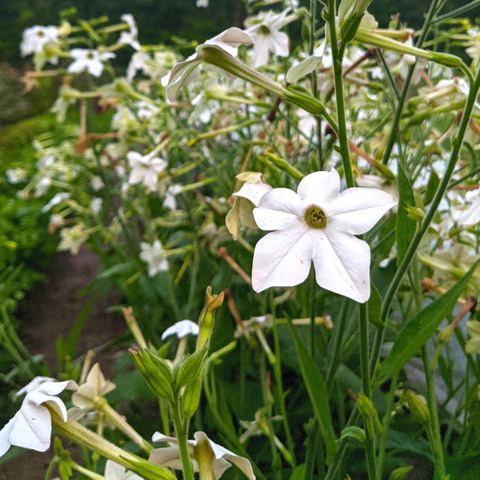 Jasmine-Scented Nicotiana – flower seed variety