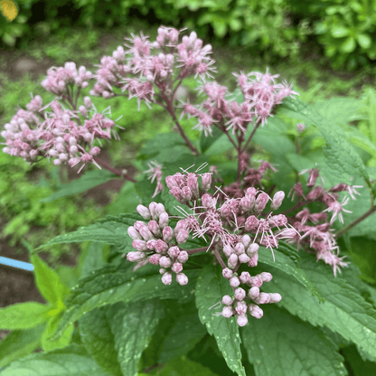 Joe Pye Weed (spotted) - PollinateHV Local Ecotype Seedling
