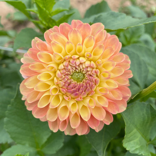Jowey Nicky Dahlia Tuber – spring-planted flower bulb