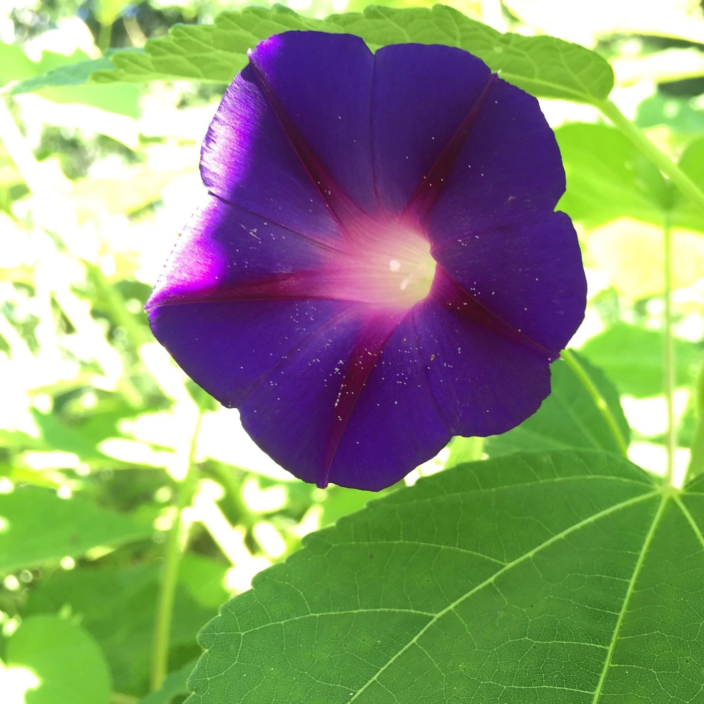 Kniola's Purple Morning Glory vendor-unknown